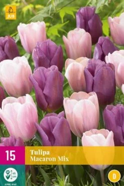Tulpe Macaron Mix (15 Stück) | Tulpenzwiebeln Von Jub Holland