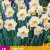 Narzisse Salome (15 Stück) | Narzissenzwiebeln Von Jub Holland -Samen Zauber 559994 Narzisse Salome 15 Stueck 323190 jb 0