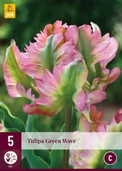 Tulpe Green Wave (5 Stück) | Tulpenzwiebeln Von Jub Holland