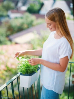 HARRY HERBS Kräutertopf Weiß | Kräutertöpfe Von Gusta Garden -Samen Zauber 560336 HARRY HERBS weiss 102B10 gg 1