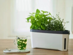 HARRY HERBS Kräutertopf Weiß | Kräutertöpfe Von Gusta Garden -Samen Zauber 560336 HARRY HERBS weiss 102B10 gg 6