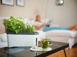 HARRY HERBS Weiß Ohne Haube | Kräutertöpfe Von Gusta Garden -Samen Zauber 560337 HARRY HERBS weiss ohne Haube 102B20 gg 7