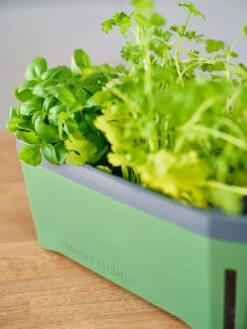 HARRY HERBS Dunkelgrün Ohne Haube | Kräutertöpfe Von Gusta Garden