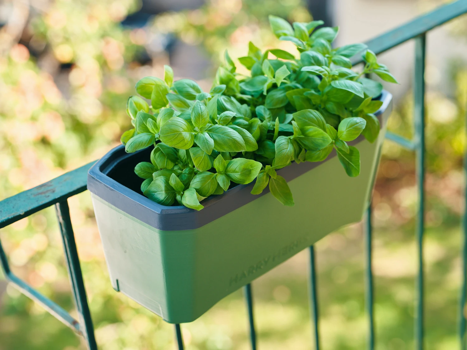 Samen Zauber -Samen Zauber 560339 HARRY HERBS dunkelgruen ohne Haube 103B20 gg 6