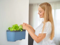 HARRY HERBS Blau Ohne Haube | Kräutertöpfe Von Gusta Garden -Samen Zauber 560341 HARRY HERBS blau ohne Haube 104B20 gg 2