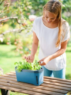 HARRY HERBS Blau Ohne Haube | Kräutertöpfe Von Gusta Garden -Samen Zauber 560341 HARRY HERBS blau ohne Haube 104B20 gg 3
