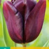 Tulpe Continental (7 Stück) | Triumph-Tulpen Von Jub Holland 1 Tulpe Continental (7 Stück) | Triumph-Tulpen Von Jub Holland -Samen Zauber 561637 Tulpe Continental 7 Stueck 301633 jb 0