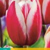 Tulpe Guus Papendrecht (10 Stück) | Triumph-Tulpen Von Jub Holland 2 Tulpe Guus Papendrecht (10 Stück) | Triumph-Tulpen Von Jub Holland -Samen Zauber 561638 Tulpe Guus Papendrecht 10 Stueck 301730 jb 0