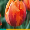 Tulpe Hermitage (7 Stück) | Triumph-Tulpen Von Jub Holland 1 Tulpe Hermitage (7 Stück) | Triumph-Tulpen Von Jub Holland -Samen Zauber 561639 Tulpe Hermitage 7 Stueck 301765 jb 0