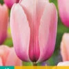 Tulpe Salmon Impression (10 Stück) | Darwin-Hybrid-Tulpen Von Jub Holland -Samen Zauber 561642 Tulpe Salmon Impression 10 Stueck 302360 jb 0