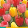 Tulpen Mischung (10 Stück) | Darwin-Hybrid-Tulpen Von Jub Holland -Samen Zauber 561643 Tulpen Mischung 10 Stueck 302410 jb 0
