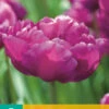 Tulpe Mariola (7 Stück) | Gefüllte Tulpen Von Jub Holland -Samen Zauber 561647 Tulpe Mariola 7 Stueck 304110 jb 0