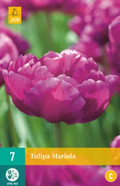 Tulpe Mariola (7 Stück) | Gefüllte Tulpen Von Jub Holland