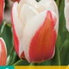 Tulpe Willem Van Den Akker (7 Stück) | Greigii-Tulpen Von Jub Holland -Samen Zauber 561649 Tulpe Willem Van Den Akker 7 Stueck 304635 jb 0