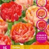 Tulpe Gudoshnik Double (15 Stück) | Tulpenzwiebeln Von Jub Holland -Samen Zauber 561677 Tulpe Gudoshnik Double 15 Stueck 324510 jb 0