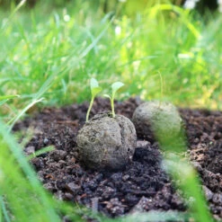 Samenbomben Der Gelbe Sonnenschein (6 Stück) | Blumensamenmischung Von FLORTUS -Samen Zauber 562164 Samenbomben Der Gelbe Sonnenschein 6 Stueck 2000 1055 6
