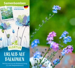 Samenbomben Urlaub Auf Balkonien (6 Stück) | Blumensamenmischung Von FLORTUS -Samen Zauber 562167 Samenbomben Urlaub auf Balkonien 6 Stueck 2000 1058 2