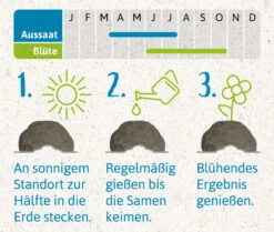 Samenbomben Urlaub Auf Balkonien (6 Stück) | Blumensamenmischung Von FLORTUS -Samen Zauber 562167 Samenbomben Urlaub auf Balkonien 6 Stueck 2000 1058 4