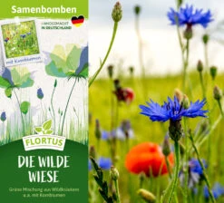 Samenbomben Die Wilde Wiese (6 Stück) | Wildblumenwiese Von FLORTUS -Samen Zauber 562168 Samenbomben Die wilde Wiese 6 Stueck 2000 1059 2