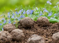 Samenbomben Set (8 Päckchen) | Blumensamenmischung Von FLORTUS -Samen Zauber 562498 Samenbomben Set 8 Paeckchen 2000 2367 6 1