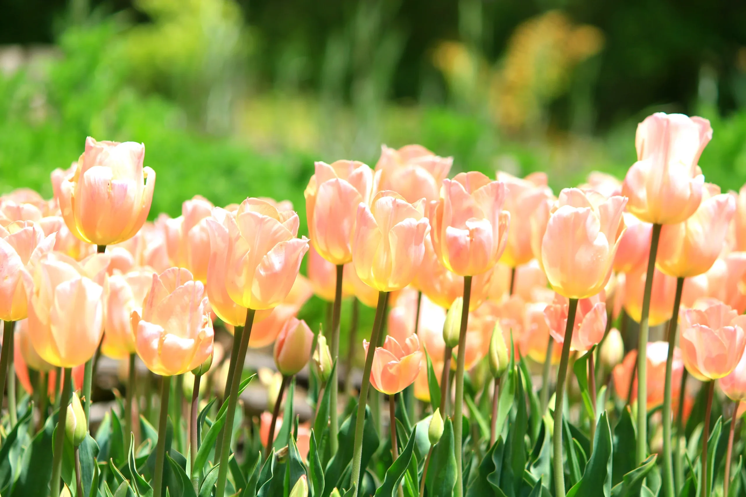 Samen Zauber -Samen Zauber Tulip Apricot Giant 2 Small 5b8c1066 d772 440a bb8e 1bad71be9d45 scaled